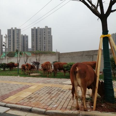 长沙养牛合作养牛相关长尾关键词有哪些