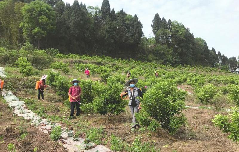 安岳縣柑橘病蟲(chóng)害有哪些_在農村做養殖行業(yè)有沒(méi)有出路