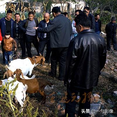 临沂市在哪里办理养犬证