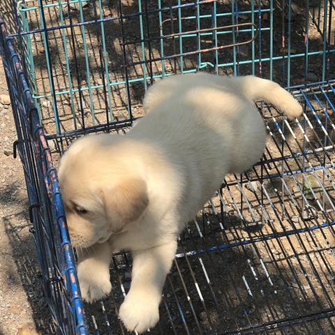 济南宠物收费相关长尾关键词有哪些