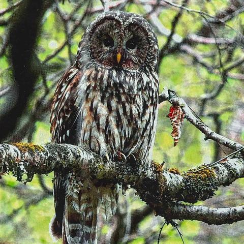 法国今日足球比赛直播的长尾关键词有什么
