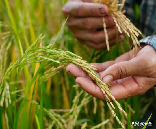 2019年在农村种植中有什么好种又比较赚钱的项目？