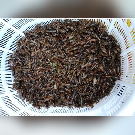 武汉市战虾店在什么路