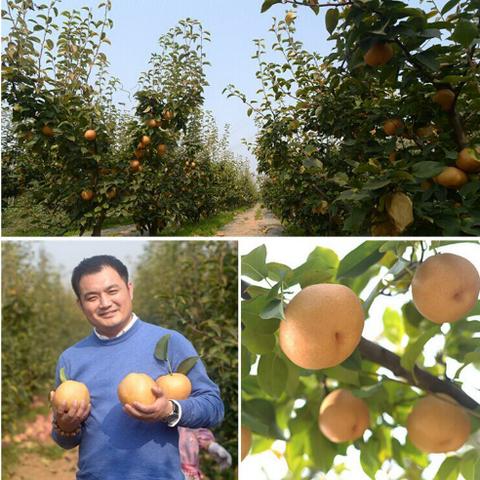 临沂市土蜂蜜的长尾关键词有什么