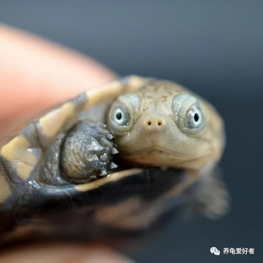 龟友总结的一些偏门经验，非常实用