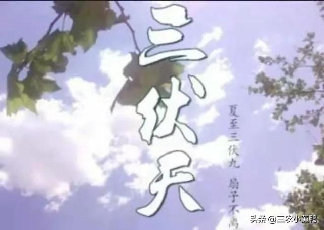 2018贴三伏贴的具体时间
