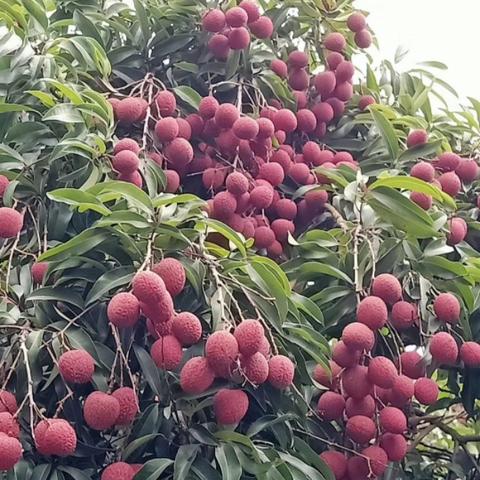 广州市荔枝什么品种