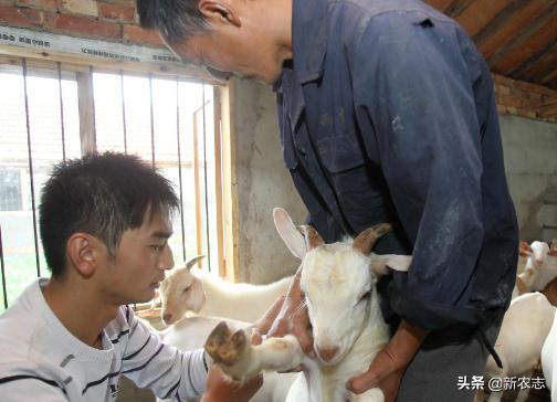 农村养羊难处多，做好这几点，靠养殖赚钱小菜一碟