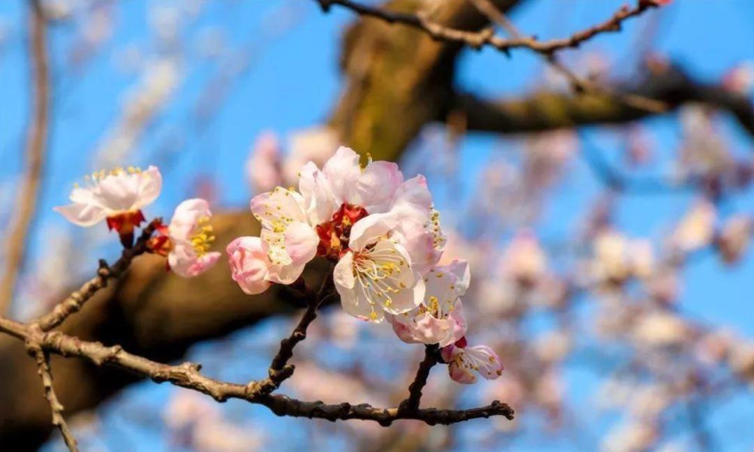 属龙人戴黑碧玺，真能挡烂桃花？