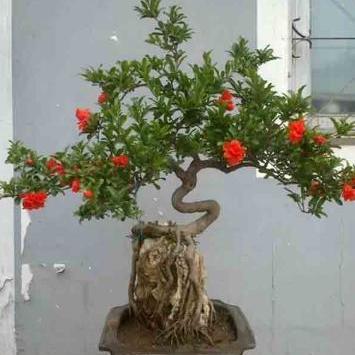 西安市石榴什么时开花