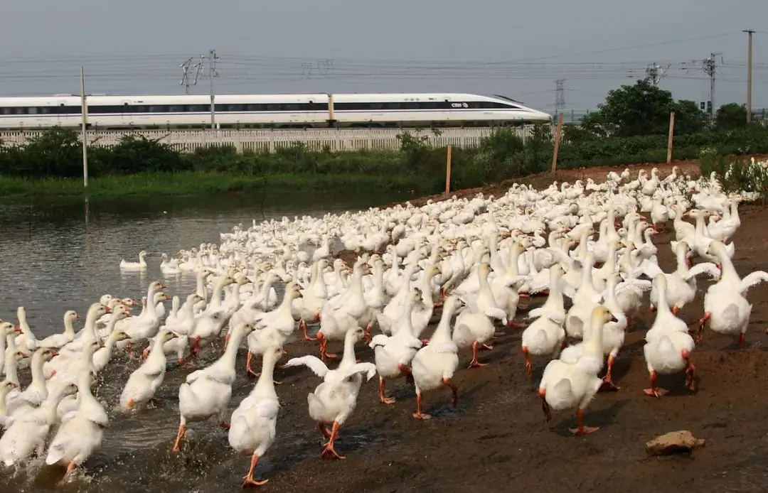 篮球怎么当副业赚钱 水族行业怎么当副业赚钱