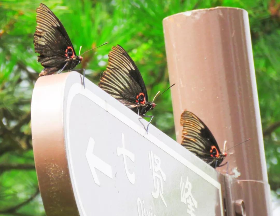 【国家法定节假日2021安排时间表
/国家法定节假日的日期表2021】 【国家法定节假日2021安排时间表
/国家法定节假日的日期表2021】