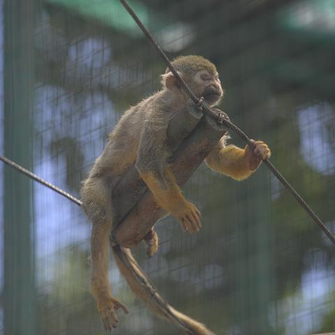 保定市老虎枕头厂家的长尾关键词有什么