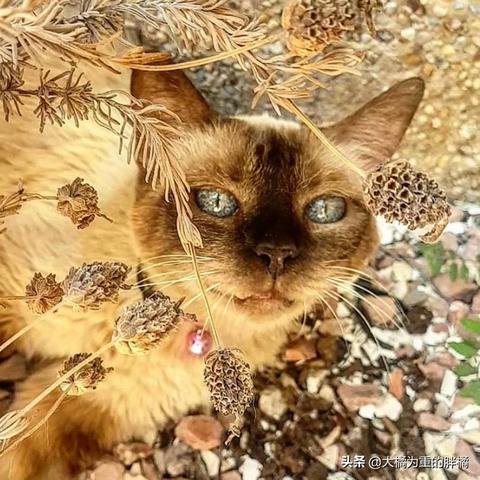 关于在上海溜达的猫多吗相关关键词有哪些