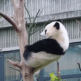 国宝熊猫在国外的那些事