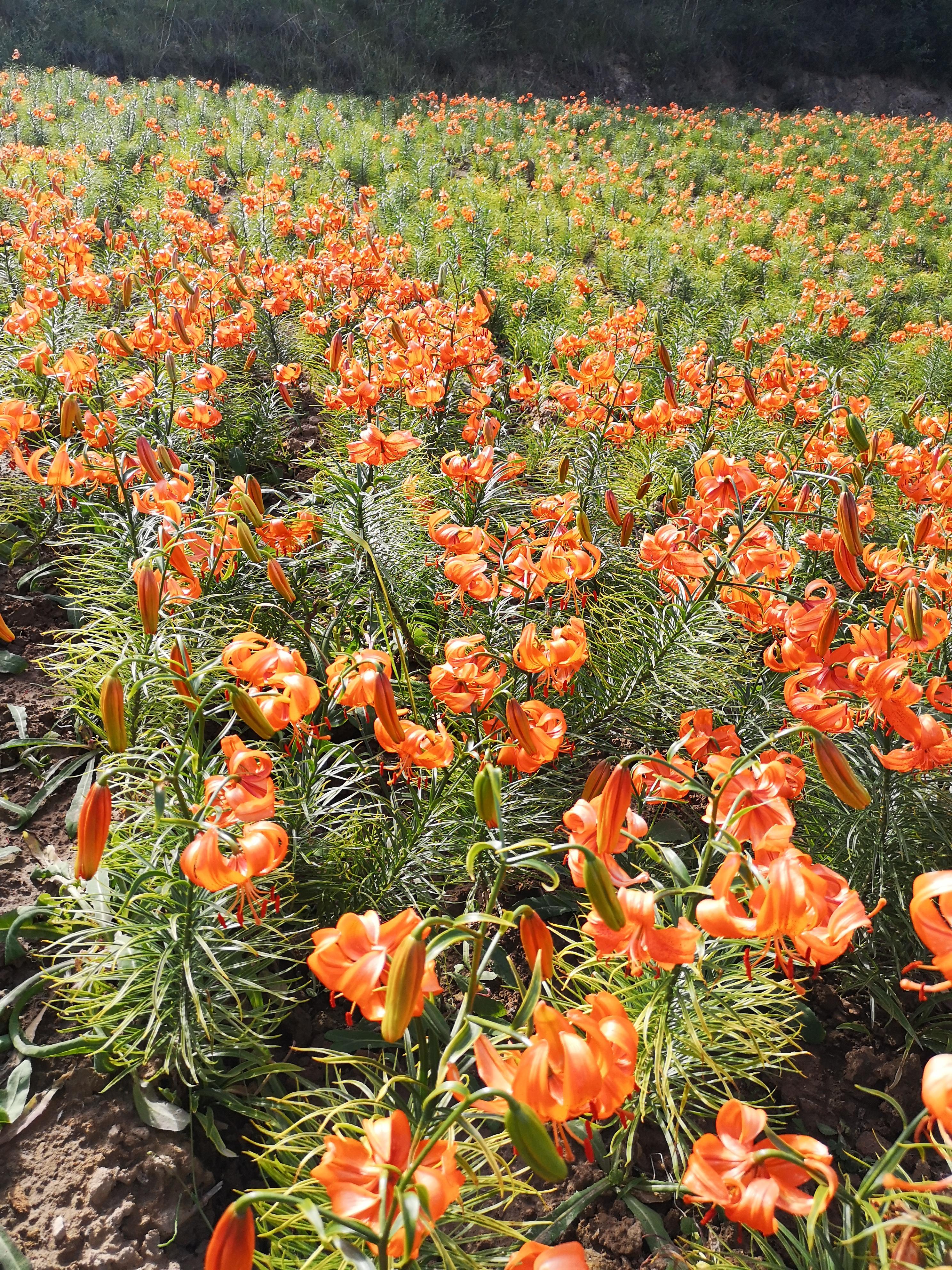 百合花的种植时间,百合六七月种下什么时候开花?