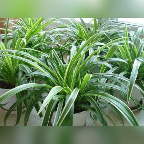 临沂市豆渣烘干厂家的长尾关键词有哪些