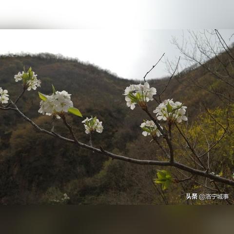 河南什么时候有燕子出现