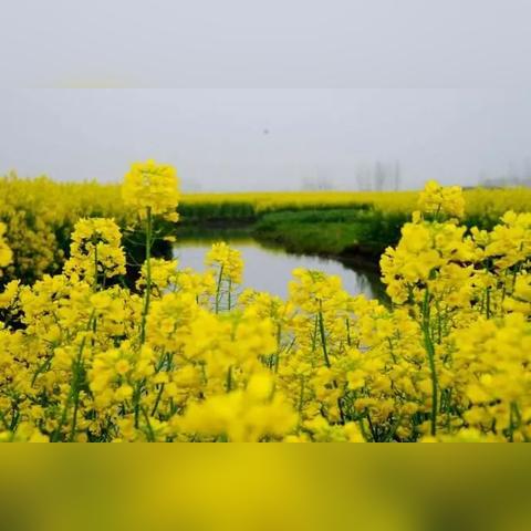 济南市风车基地有哪些景点
