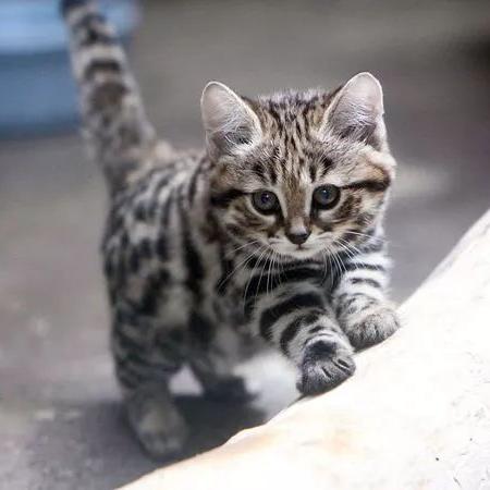 【天津哈通】长尾关键词有什么