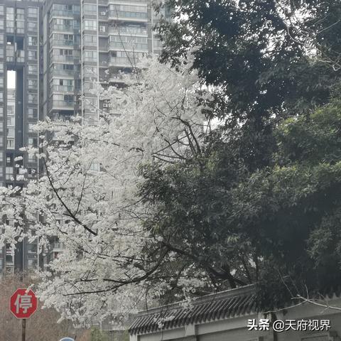 2025.12.27成都最新天气预报查询