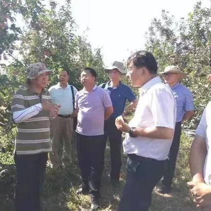 保定市顺平县的苹果产业的长尾关键词有哪些