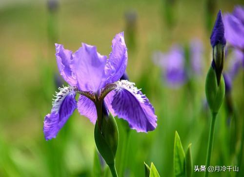 鸢尾花的花语和传说,鸢尾花为什么读yan?"