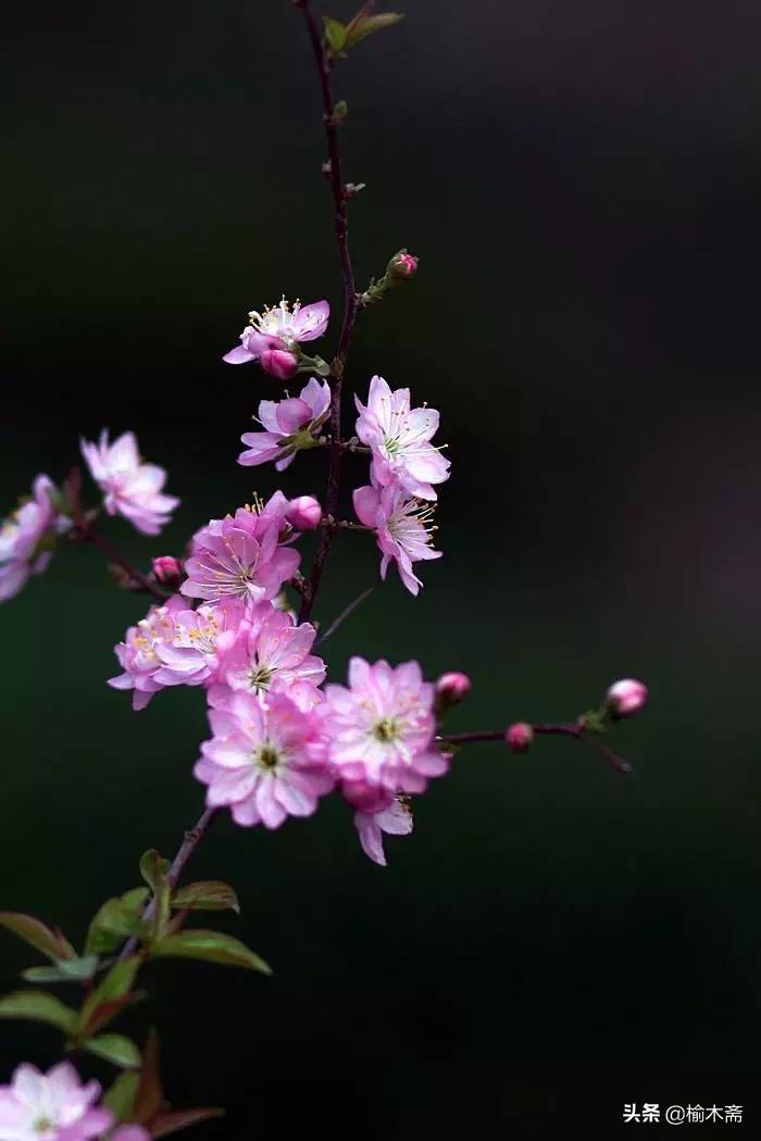 郁李花,郁李花与樱花区别?"