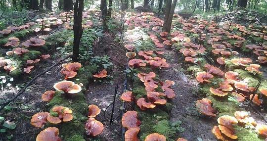 “打工仔”邱汉英，种植灵芝带领村民，撑起致富伞