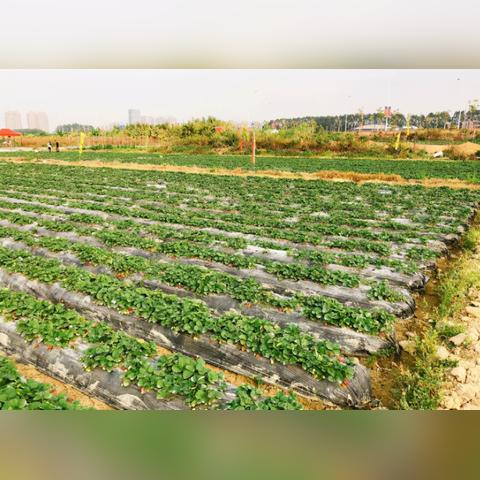 东莞市哪些渔场好卖鱼