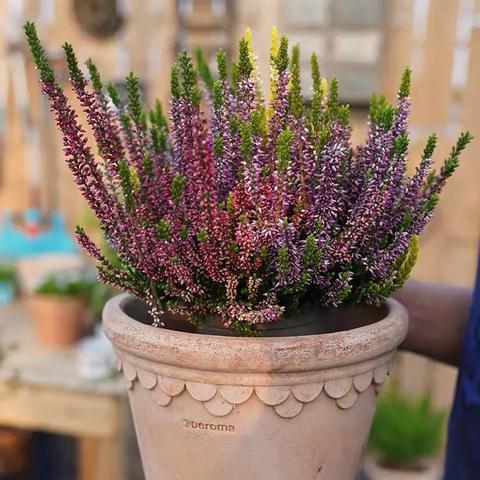 挪威国花是什么花图片