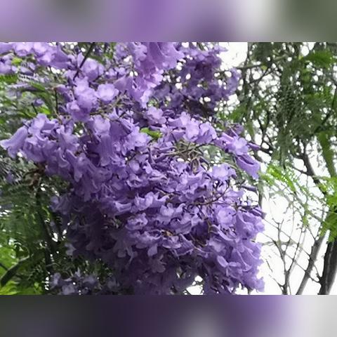 成都市满园春小区房价的长尾关键词有哪些