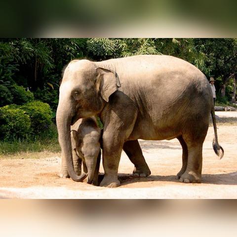 广州长隆野生动物园作文相关长尾关键词有哪些