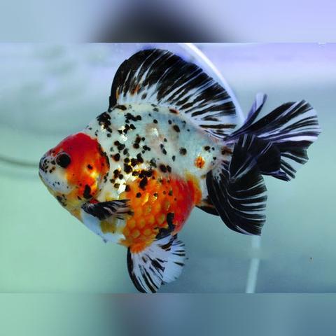 河南美考网的相关长尾关键词有哪些