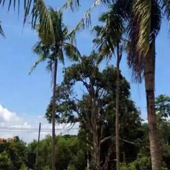 阳光说说大全唯美的长尾关键词有哪些