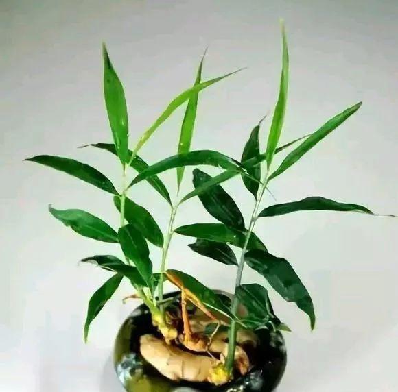 家里盆栽蔬菜,宝塔菜很多人想种植赚钱?