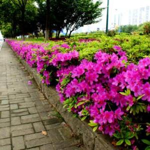 济南市的绿化怎么样