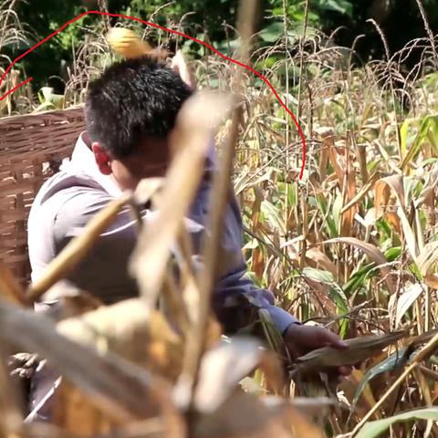 河南笨玉米 怎么样