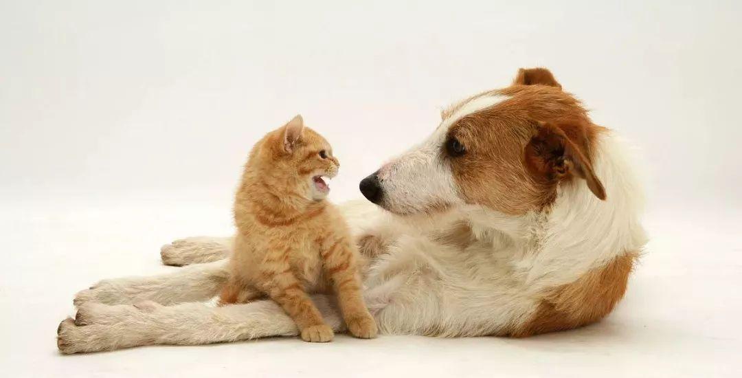 对美国提出的28点和平计划，欧洲耍了个滑头