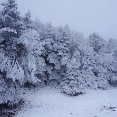 成都市哪里有收松树的店