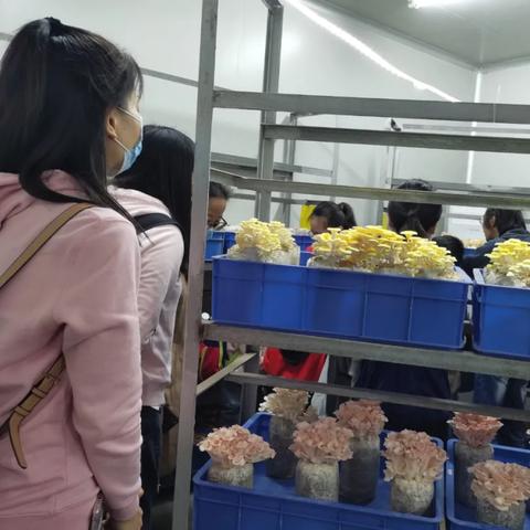 广州市灵芝卖多少钱