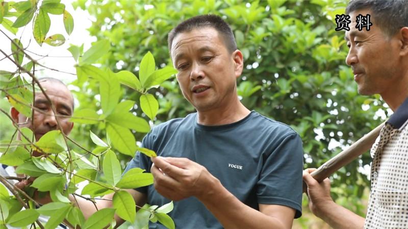 摇钱树怎么修剪,网络小说里有哪些令人拍案叫绝的「智障桥段」?