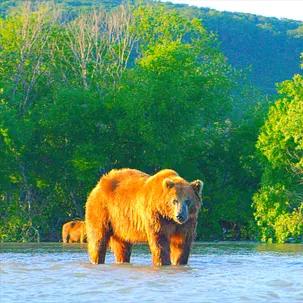 动物冬眠纪录片.动物冬眠科普？
