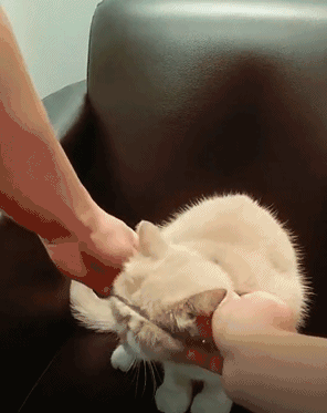 抖音刷屏的给猫戴“金箍”，它痛苦的挣扎！哈哈哈的背后真相很残忍