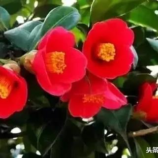 济南市的市花？