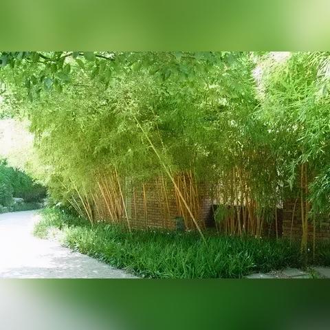 福建竹子怎么样养