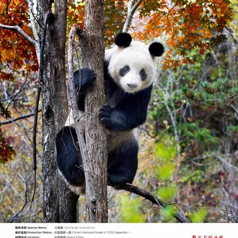 合肥有哪些大的手机，数码卖场？