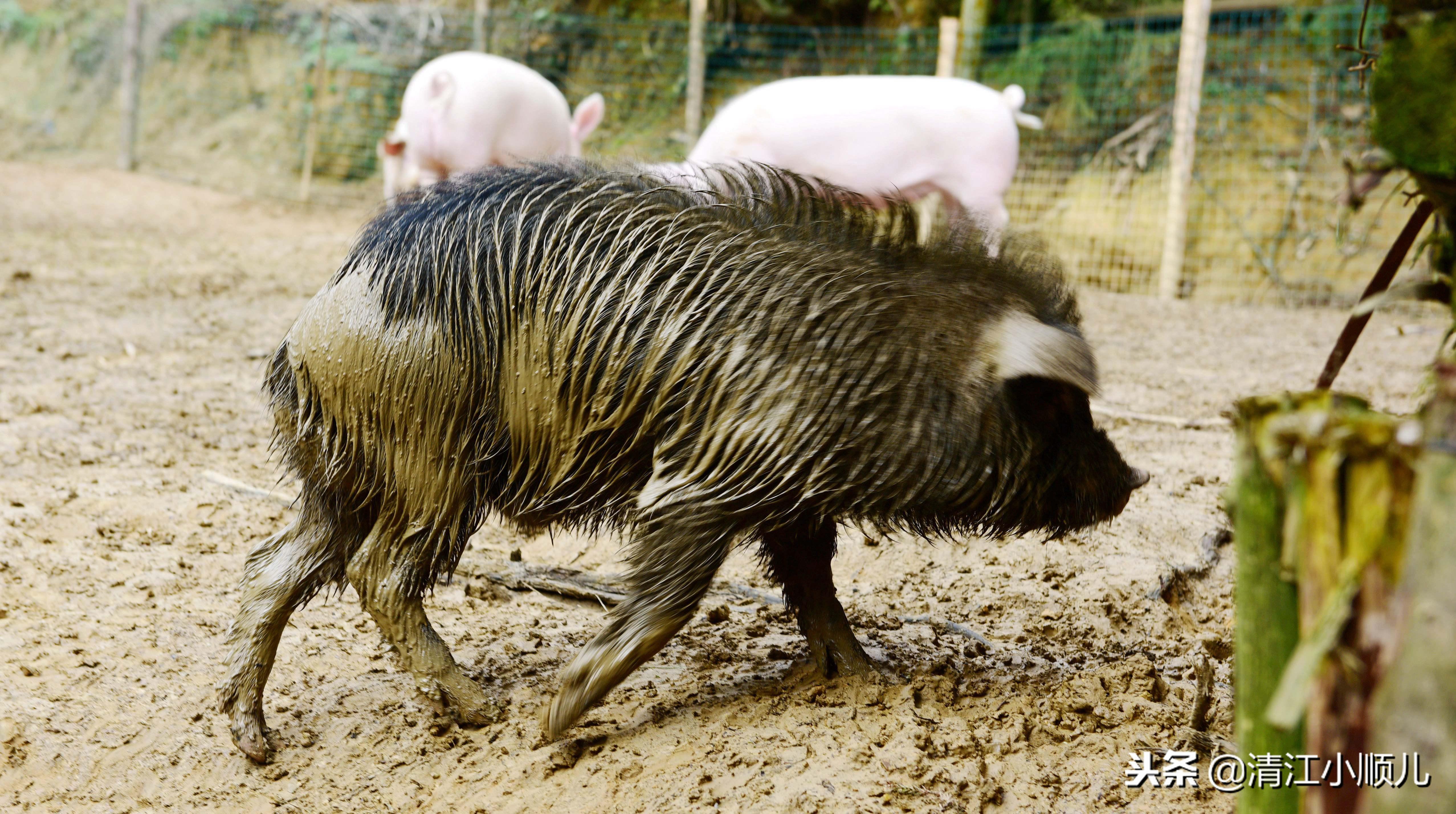 什么品种的猪适宜散养养殖(新手养猪如何选择优良品种内三元母猪)