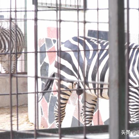 保定市动物园哪里能停车