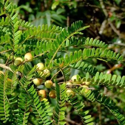 福建山区野果的相关长尾关键词有哪些